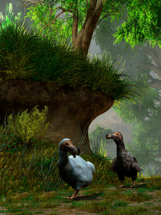 Pair Dodo Birds Waddle Wall Decal