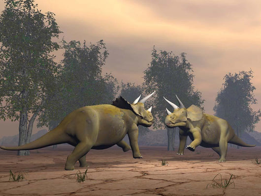 Confrontation between Two Triceratops Wall Decal