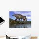 Tyrannosaurus Rex Dinosaur Walking Wall Decal Design 1