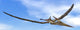 Pteranodon Dinosaur Flying Blue Wall Decal
