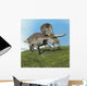 Zuniceratops Dinosaur Wall Decal