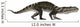 Prestosuchus Dinosaur Wall Decal
