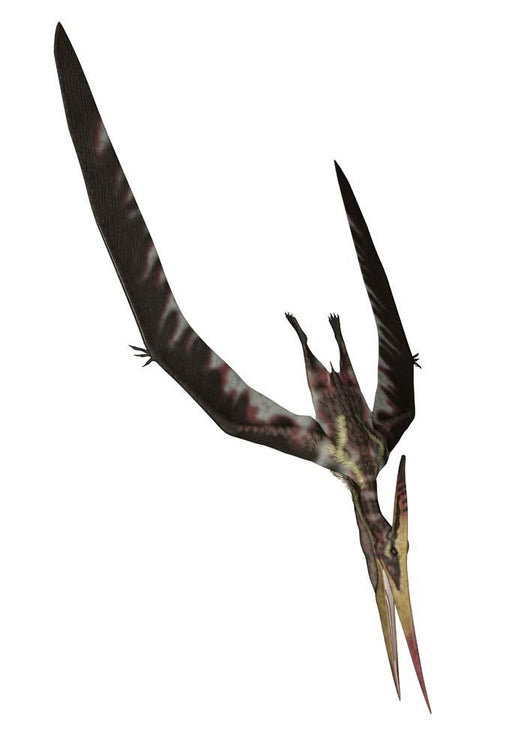 Pteranodon Flying Reptile Wall Decal Design 3
