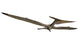 Pteranodon Flying Reptile Wall Decal Design 2