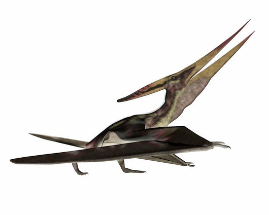 Pteranodon Flying Reptile Wall Decal Design 1