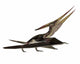 Pteranodon Flying Reptile Wall Decal Design 1