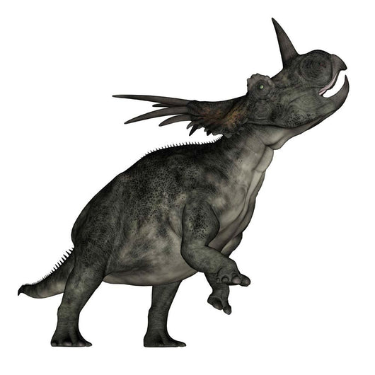 Styracosaurus Dinosaur Roaring Wall Decal