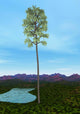 Prehistoric Era Cordaites Tree Wall Decal