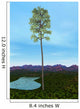 Prehistoric Era Cordaites Tree Wall Decal