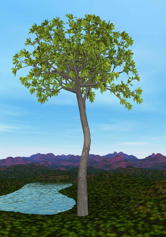 Prehistoric Era Glossopteris Tree Wall Decal