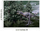 Aucasaurus Dinosaur amongst Wollemia Wall Decal