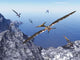 Pteranodon Birds Flying above Wall Decal Design 1