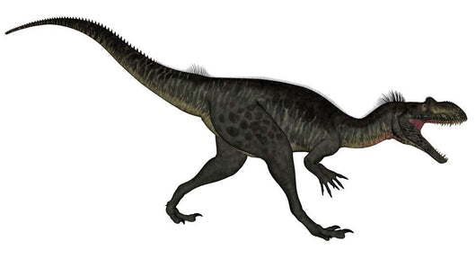 Megalosaurus Dinosaur Roaring White Wall Decal Design 2