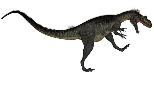 Megalosaurus Dinosaur Roaring White Wall Decal Design 1