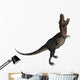 Tarbosaurus Dinosaur Roaring White Wall Decal Design 1