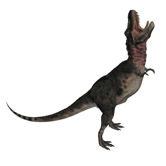 Tarbosaurus Dinosaur Roaring White Wall Decal Design 1