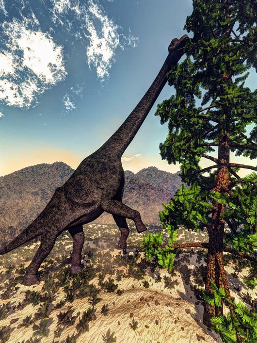 Brachiosaurus Dinosaur Grazing Wollemia Wall Decal