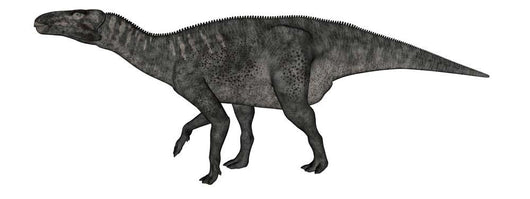 Iguanodon Dinosaur White Wall Decal Design 1
