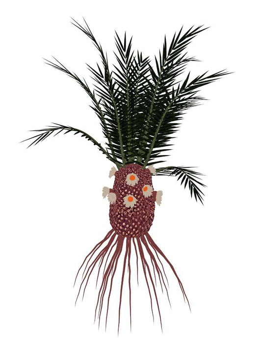 Cycadeoidea Prehistoric Plant Wall Decal