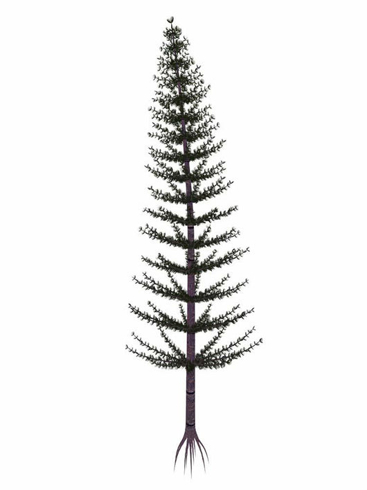 Calamites Prehistoric Tree from Wall Decal