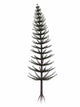 Calamites Prehistoric Tree from Wall Decal