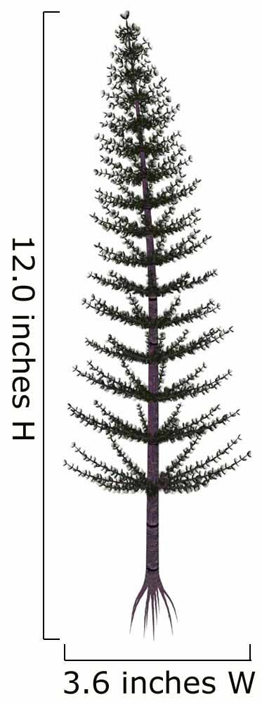 Calamites Prehistoric Tree from Wall Decal