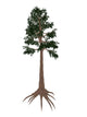 Archaeopteris Prehistoric Tree from Wall Decal