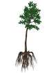 Cordaites Prehistoric Plant from Wall Decal