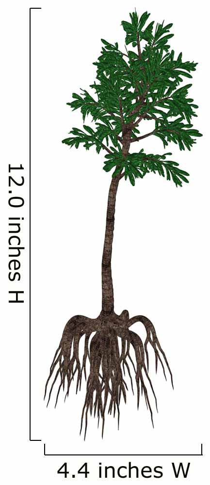 Cordaites Prehistoric Plant from Wall Decal