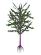 Dicroidium Prehistoric Seed Plant Wall Decal