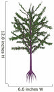 Dicroidium Prehistoric Seed Plant Wall Decal