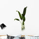 Macrotaeniopteris Prehistoric Plant Wall Decal