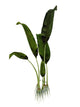 Macrotaeniopteris Prehistoric Plant Wall Decal
