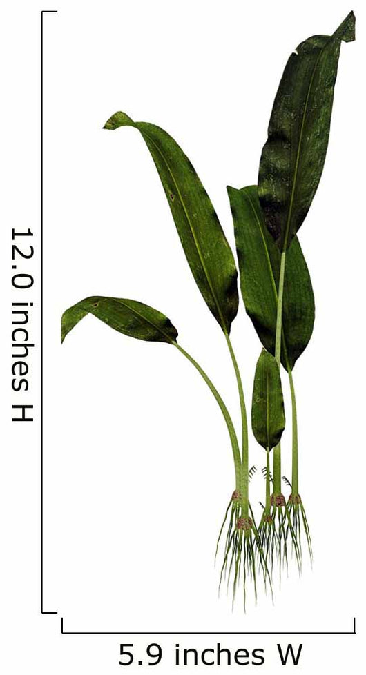Macrotaeniopteris Prehistoric Plant Wall Decal