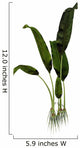 Macrotaeniopteris Prehistoric Plant Wall Decal