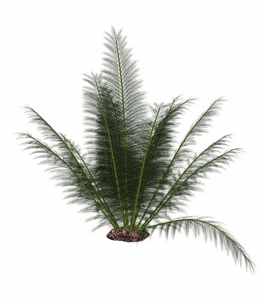 Onychiopsis Prehistoric Fern Wall Decal