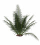 Onychiopsis Prehistoric Fern Wall Decal