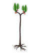 Sigillaria Prehistoric Plant Wall Decal