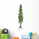 Wollemia Nobilis Prehistoric Tree Wall Decal