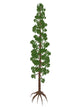 Wollemia Nobilis Prehistoric Tree Wall Decal