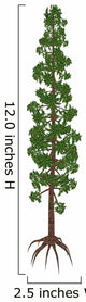 Wollemia Nobilis Prehistoric Tree Wall Decal