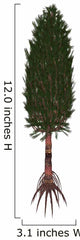 Asterophyllites Prehistoric Tree Wall Decal