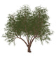 French Tamarisk Tree Wall Decal