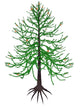 Araucaria Prehistoric Tree Wall Decal