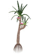 Williamsonia Gigas Prehistoric Tree Wall Decal