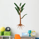 Pachypteris Prehistoric Plant Wall Decal