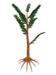 Pachypteris Prehistoric Plant Wall Decal