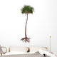 Lepidodendron Prehistoric Tree Wall Decal