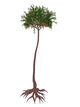 Lepidodendron Prehistoric Tree Wall Decal