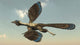 Archaeopteryx Bird Flying Sky Wall Decal
